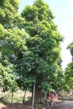 秋枫（重阳木）